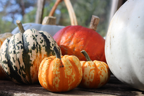 Pumpkin Paths